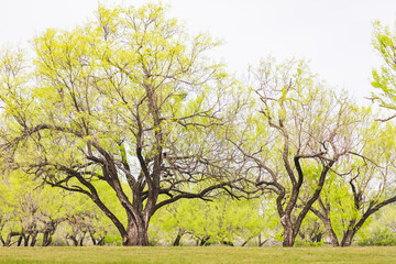 Spring growth on trees in the Texas hill country.