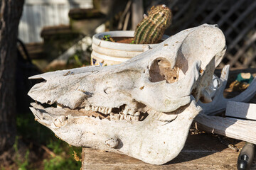 Pig skull on a table in the Texas hill country.