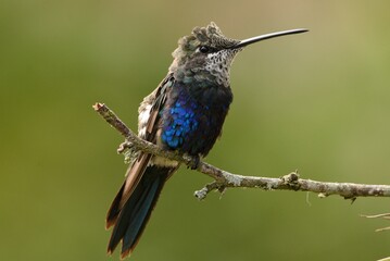 Fototapeta premium Plumas al viento