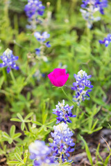 Bluebonnet and Winecup wildflowers in the Texas hill country.