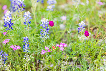 Naklejka premium Bluebonnet and Drummond's Phlox wildflowers in the Texas hill country.