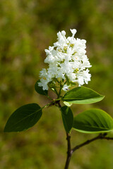 White lilac flower