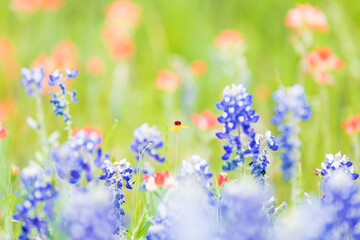 Indian Paintbrush and Bluebonnet wildflowers in the Texas hill country.