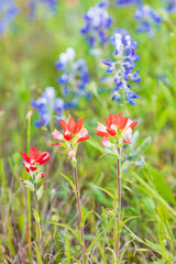 Indian Paintbrush and Bluebonnet wildflowers in the Texas hill country.