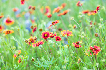 Indian Blanket wildflowers in the Texas hill country.