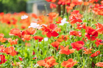 Wild poppies in the Texas hill country.