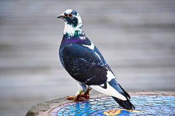 Stunning Mottled Pigeon