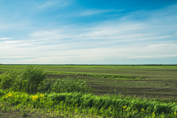 Fototapeta na wymiar Panorama of a flat field. Green grass and plants in the plain. Karelia, Russia. Day.
