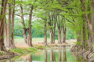 Trees along the Guadalupe River in the Texas hill country.