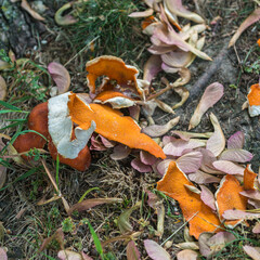 discarded orange peel and maple leaf seeds