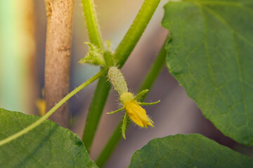 a small cucumber growing in the garden.