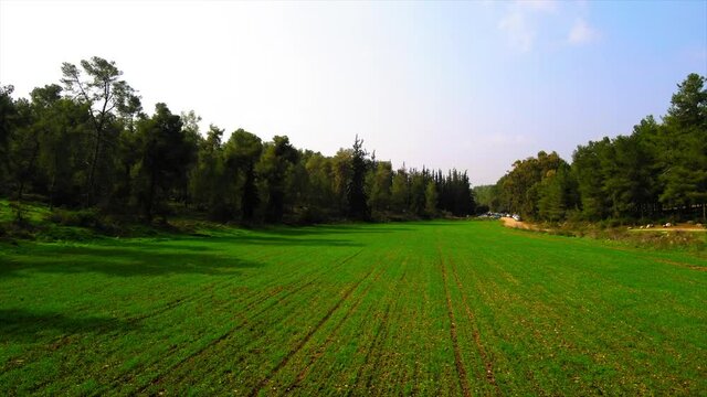 Aerial: Green Grass On Filed Amidst Trees Against Sky, Drone Flying On Sunny Day - Ben Shemen, Israel