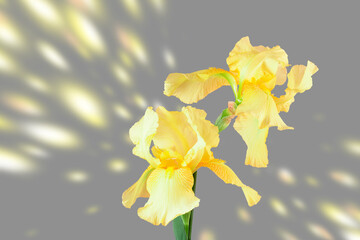 Beautiful yellow fleur-de-lis, Iris flower on abstract gray background.
