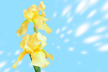 Beautiful yellow fleur-de-lis, Iris flower on abstract blue background.