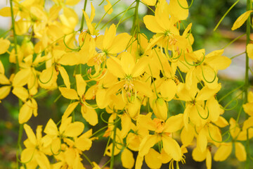 Cassia fistula is called golden shower, purging cassia, Indian laburnum or pudding-pipe tree. - obrazy, fototapety, plakaty