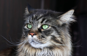 Das Gesicht von einer hübschen männlichen Maine-Coon Katze