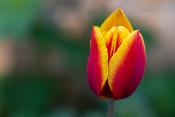 Red and yellow tulips in a garden