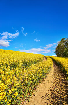 Vertical view of a path through a yellow rapeseed field under a blue sky with white clouds.