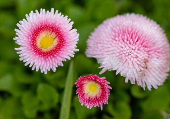 Obraz premium Thousand-beautiful flowers with different pink sands and yellow tones