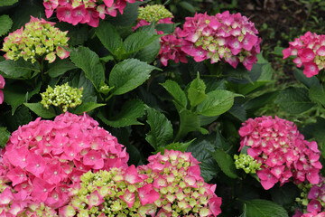 アジサイ 3　ピンク