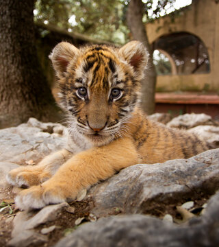Retrato tigre bebe