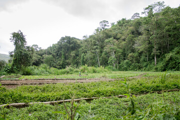 Fototapeta na wymiar Landscape and fields in tropical mountains