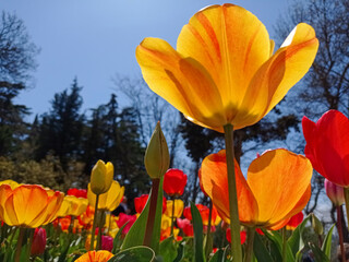 Yellow tulips against the sky. 