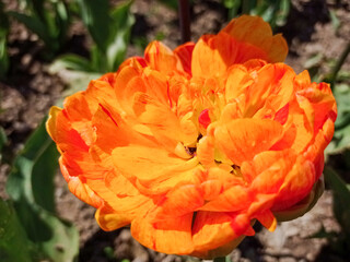 Unusual orange tulip flower. 