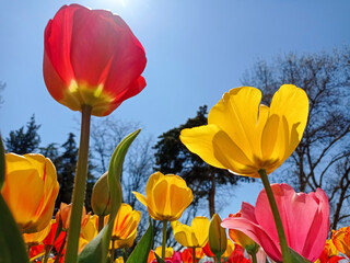 Yellow and red tulips against the sky. 