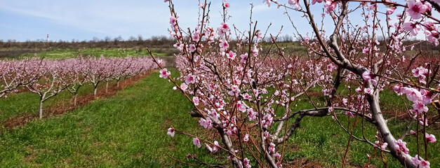 Blooming peach garden. Orchard flowers. 