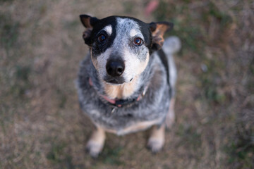 dog blue cattle 