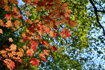 豊平峡ダムでみたカラフルなカエデの紅葉＠北海道