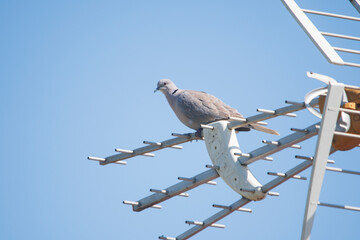 Eurasian Collared Dove, Streptopelia decaocto perched on a television antenna in an urban area.