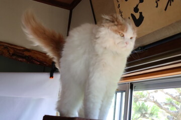 背伸びする猫　肩こり解消