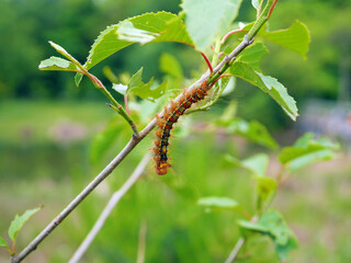 Hairy Gypsy Moth caterpillar on the branch
