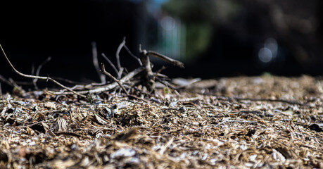 Bark on the Ground