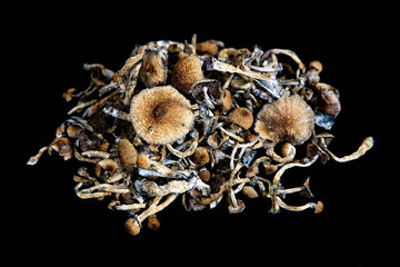 Psychedelic Magic Mushrooms of the genus Psilocybe Cubensis for treatment of mental health problems...