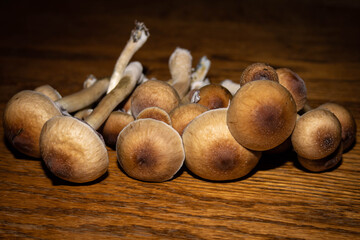 Psychedelic Magic Mushrooms of the genus Psilocybe Cubensis for treatment of mental health problems like PTSD, depression and anxiety - obrazy, fototapety, plakaty