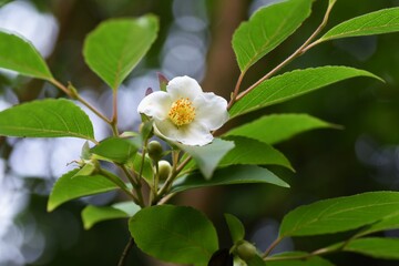 Obraz na płótnie Canvas Stewartia monadelpha blossoms. Theaceae deciduous tree.