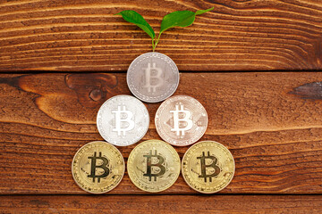 Golden bitcoin and green plant in soil
