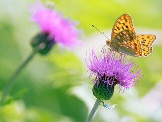 ウラギンヒョウモン