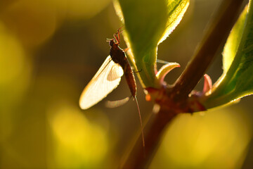 Mayfly backlit