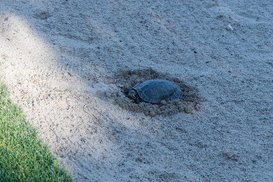Painted turtle resting in a sand trap on a golf course in Palm Desert, Southern California