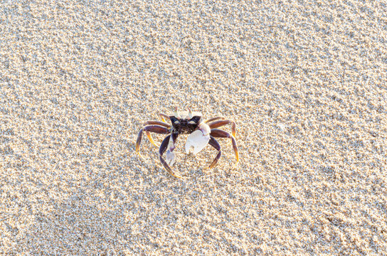male ghost crab on the beach