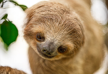 Shot of pygmy three-toed sloth © Fabian Vargas Montero/Wirestock