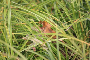 Fototapeta premium Left Hidden in the Tall Grass