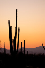 Sunset at Saguaro National Park 