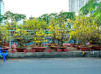 Pots of apricot flowers are sold along the road at the end of the lunar year adorn the busy spring air everywhere in Vietnam