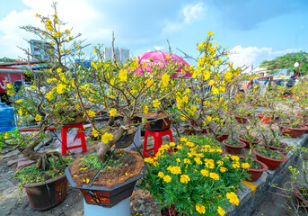 Pots of apricot flowers are sold along the road at the end of the lunar year adorn the busy spring air everywhere in Vietnam