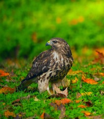 Fototapeta premium Red Tailed Hawk Menacing in the Fall Leaves